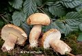 Boletus aestivalis-amf373